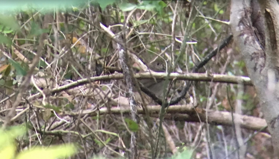 Gray-cheeked Thrush - ML95081351