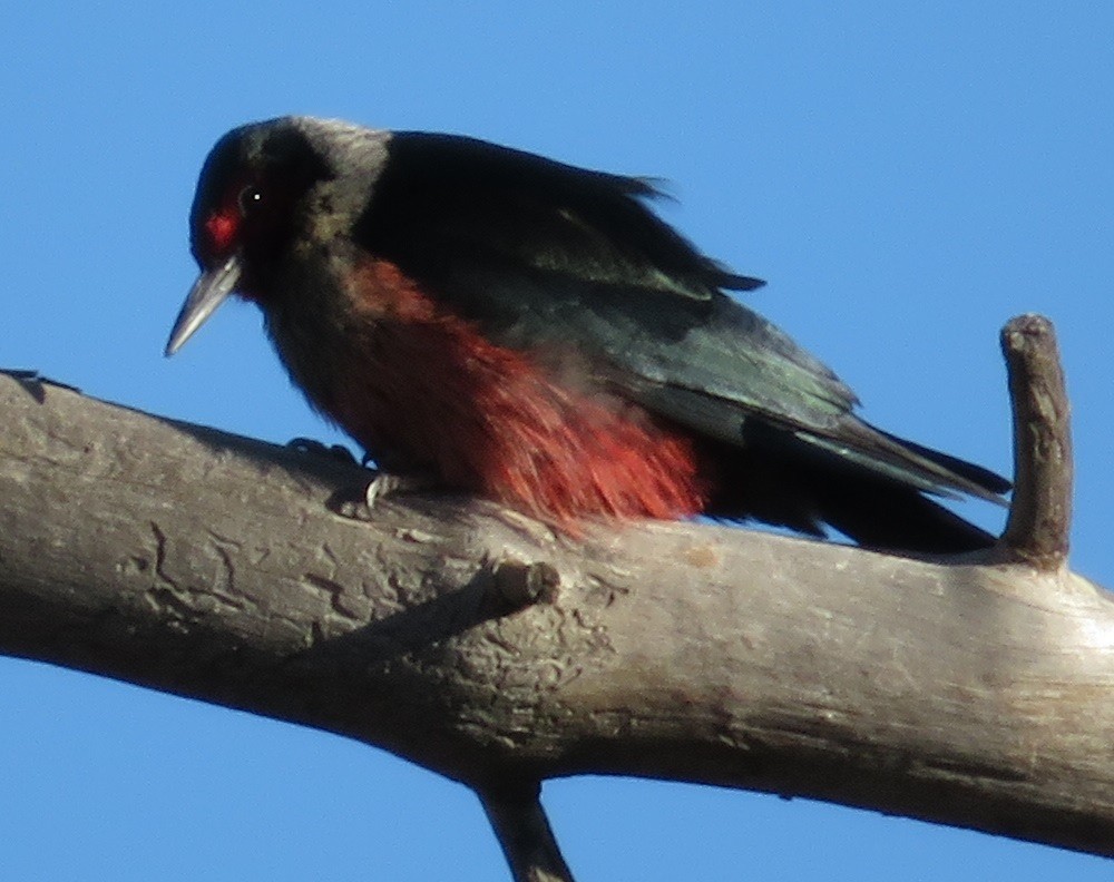 Lewis's Woodpecker - Russell Peck