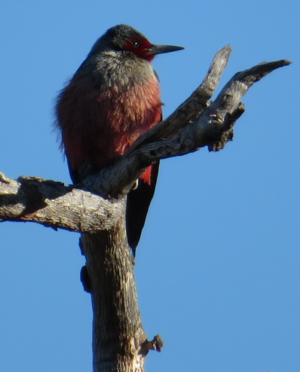 Lewis's Woodpecker - ML95081641