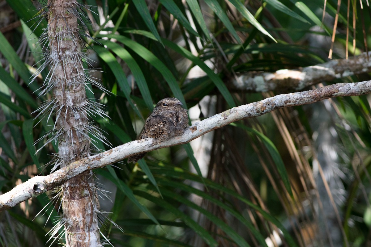 Ladder-tailed Nightjar - ML95081921