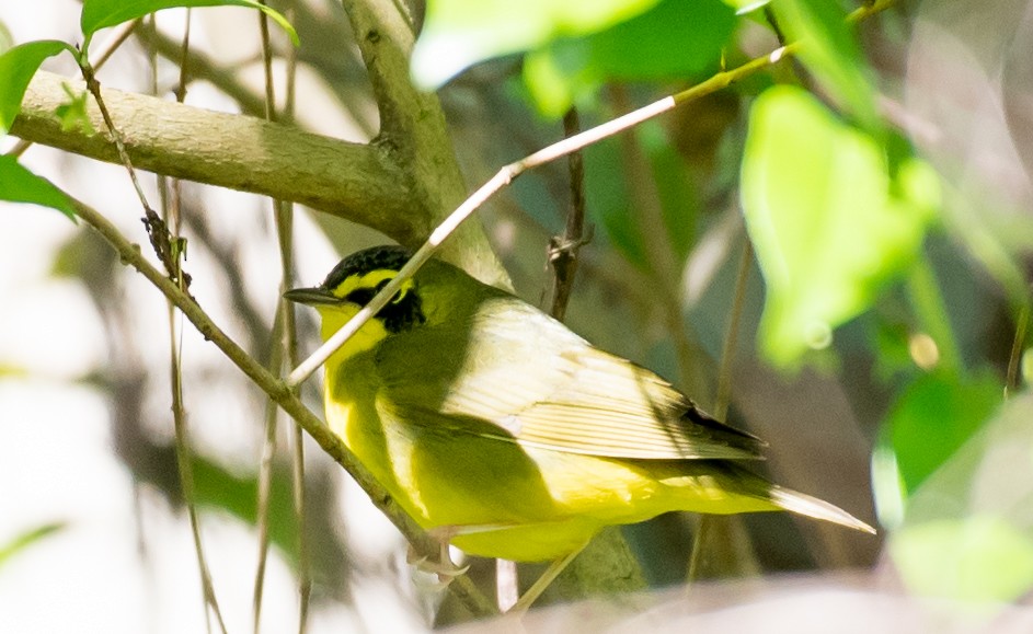 Kentucky Warbler - Chase Bonanno