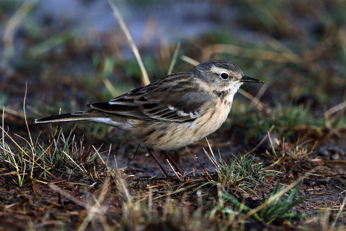 Water Pipit - 独行虾 Bird.soong