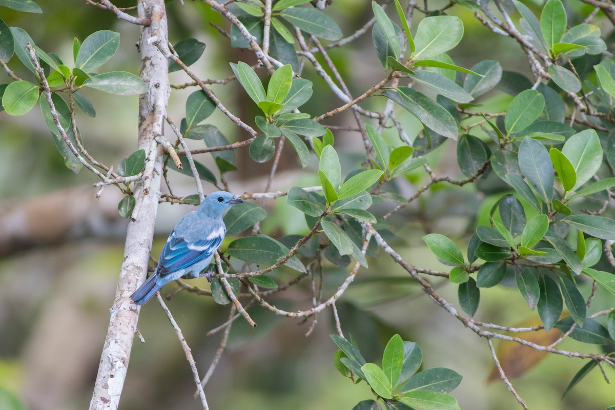 Blue-gray Tanager (White-edged) - ML95084411