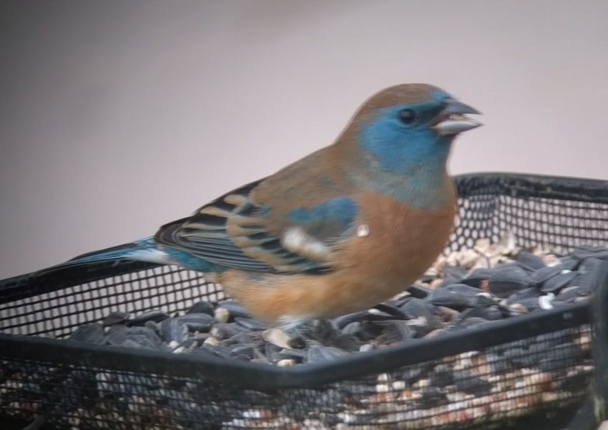 Lazuli Bunting - ML95085181