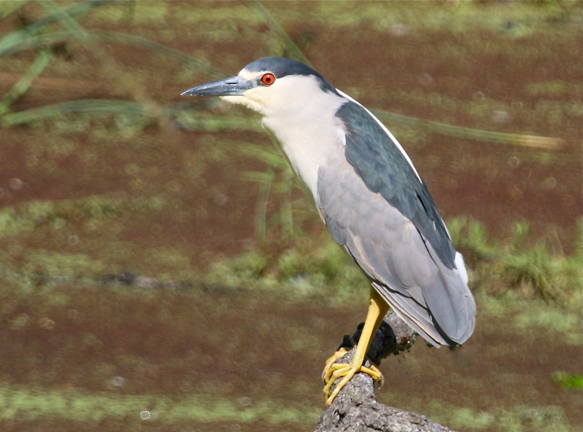 Black-crowned Night Heron - ML95085231