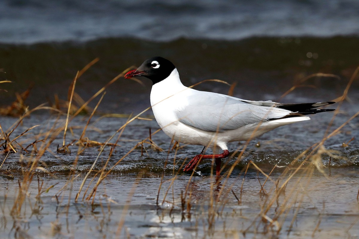 Gaviota Relicta - ML95085491