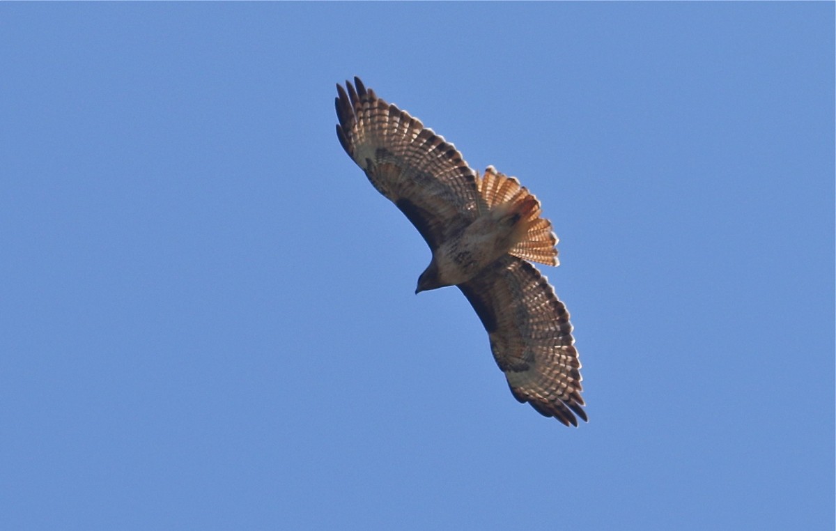 Red-tailed Hawk - Gil Ewing