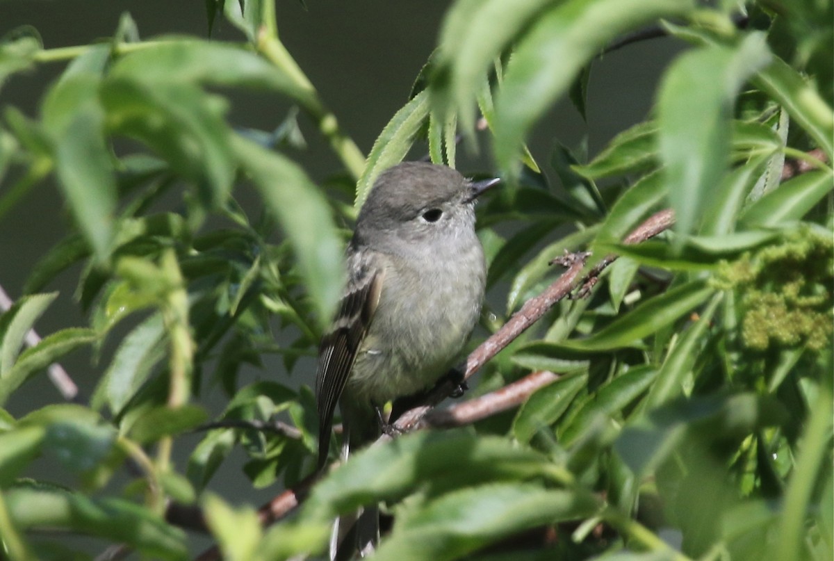 Hammond's Flycatcher - ML95086781