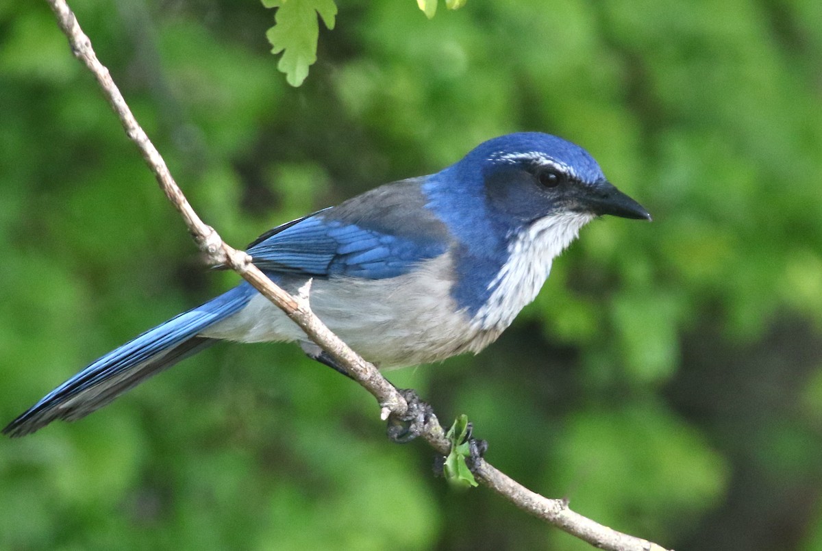 California Scrub-Jay - ML95087151