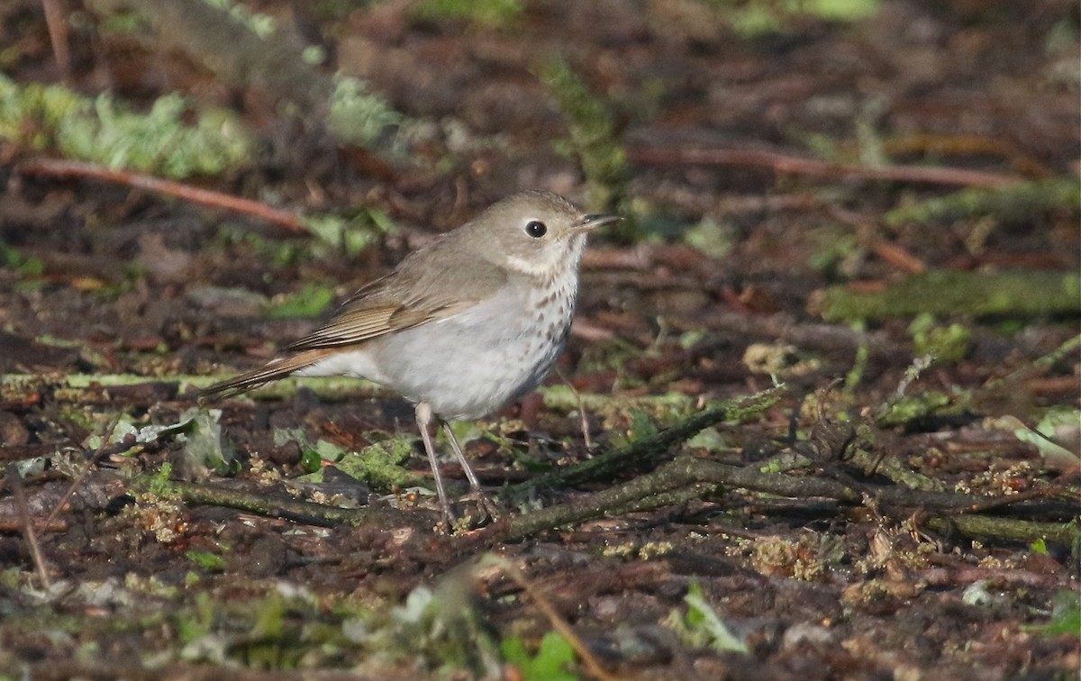 Hermit Thrush - ML95087241