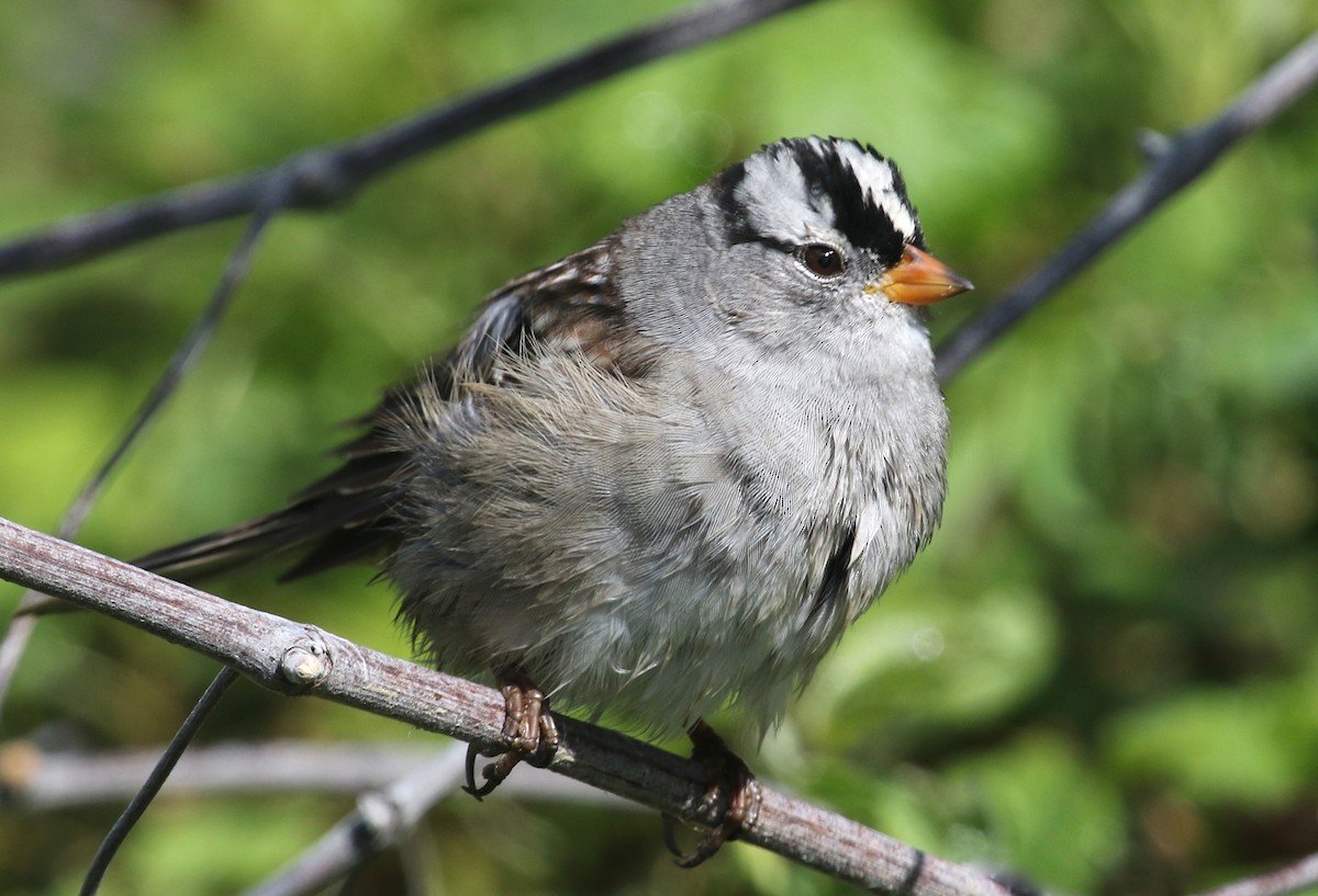 White-crowned Sparrow - Gil Ewing