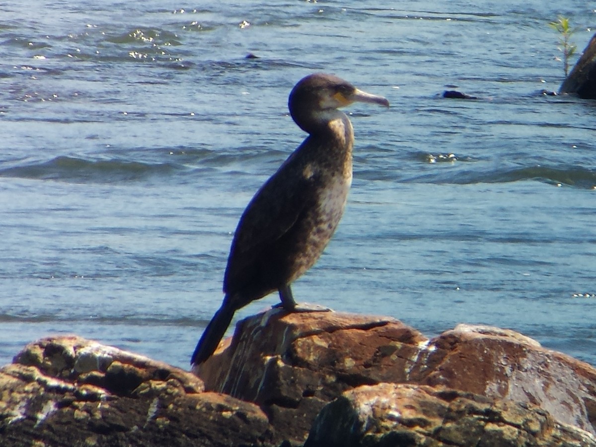 Great Cormorant (North Atlantic) - Steve Calver