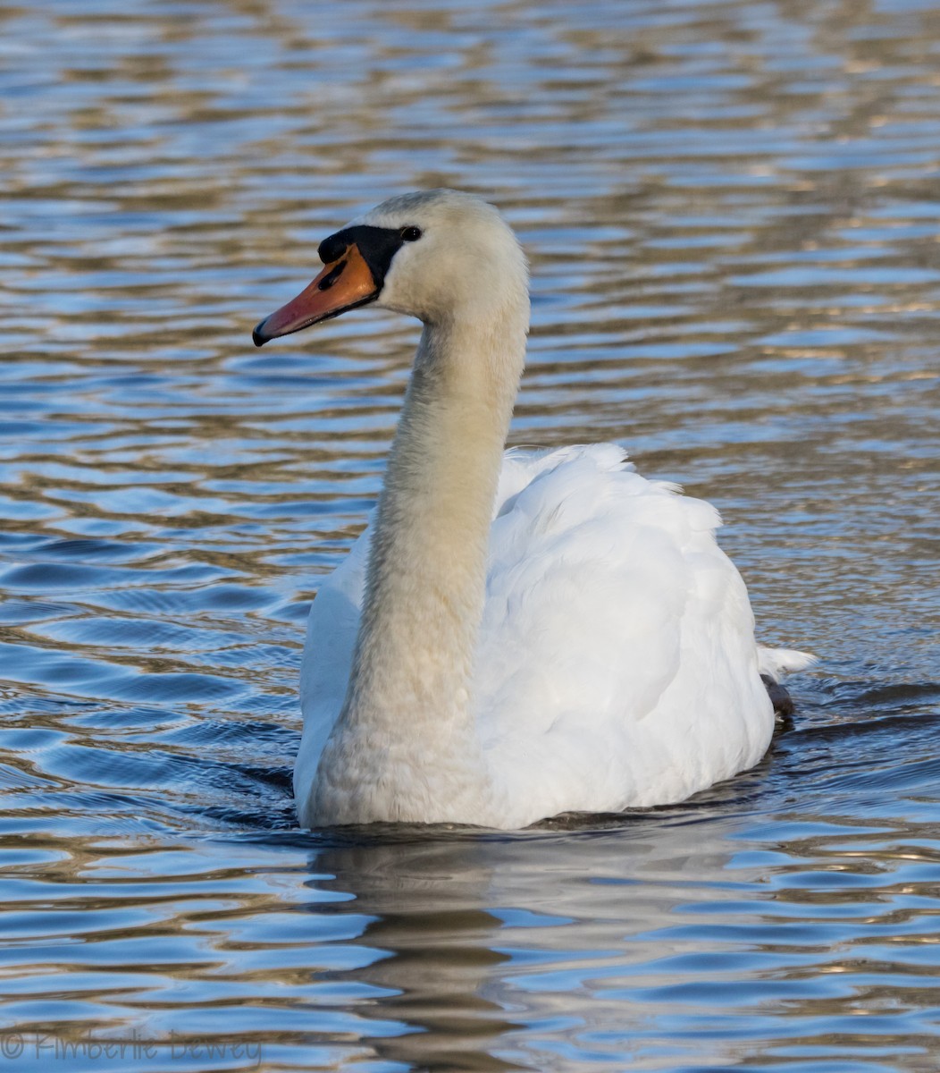 Mute Swan - ML95087901