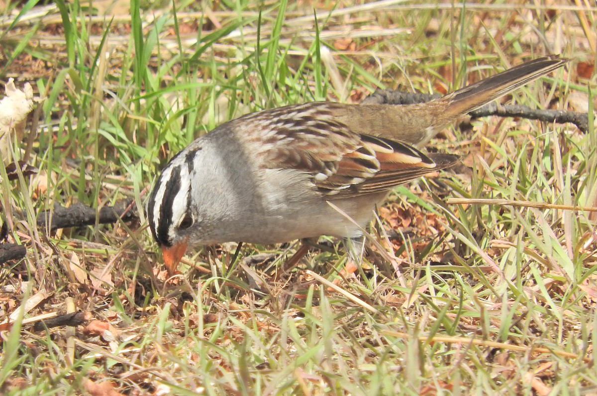 White-crowned Sparrow - ML95087921