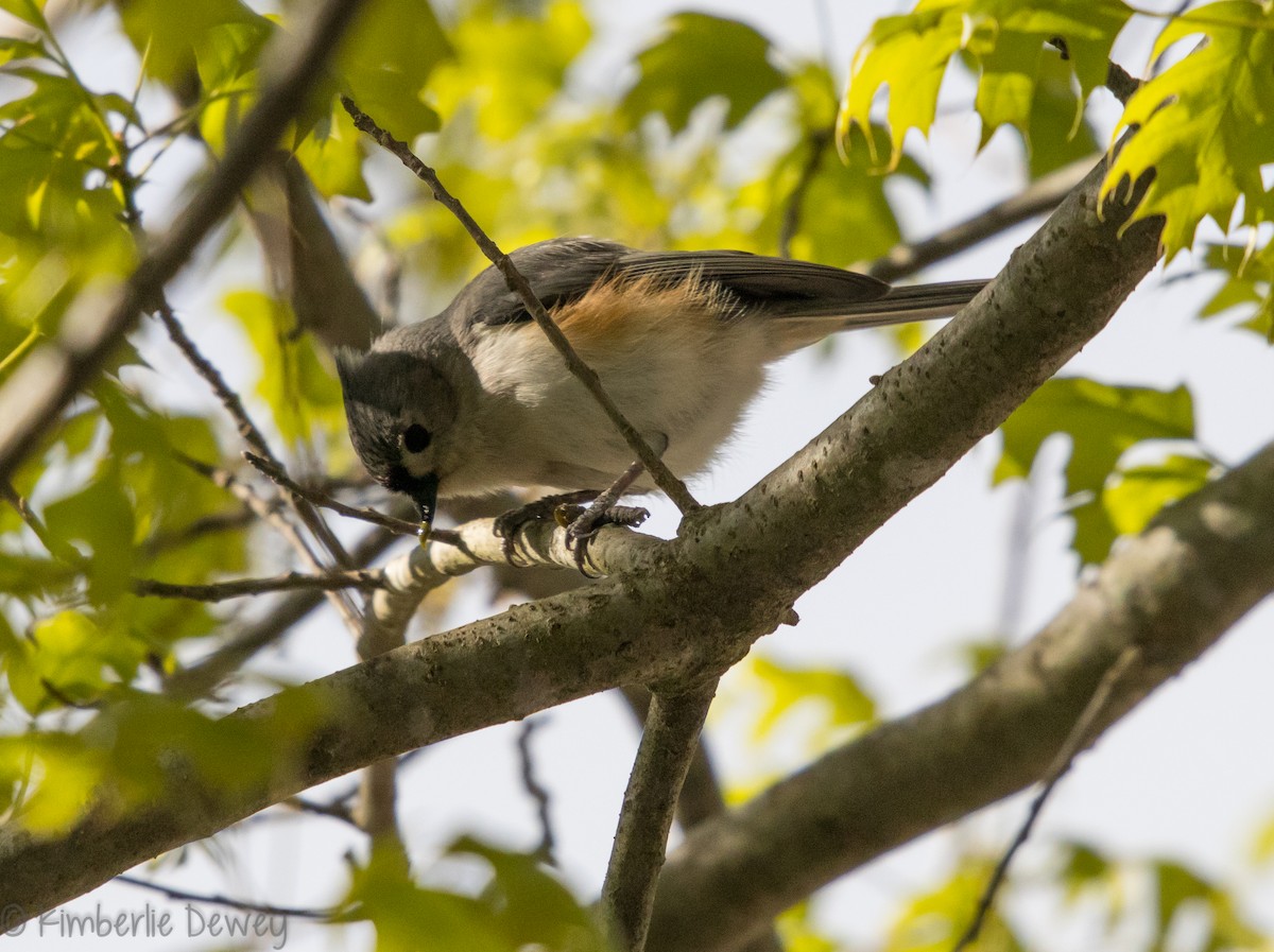 Tufted Titmouse - ML95087981