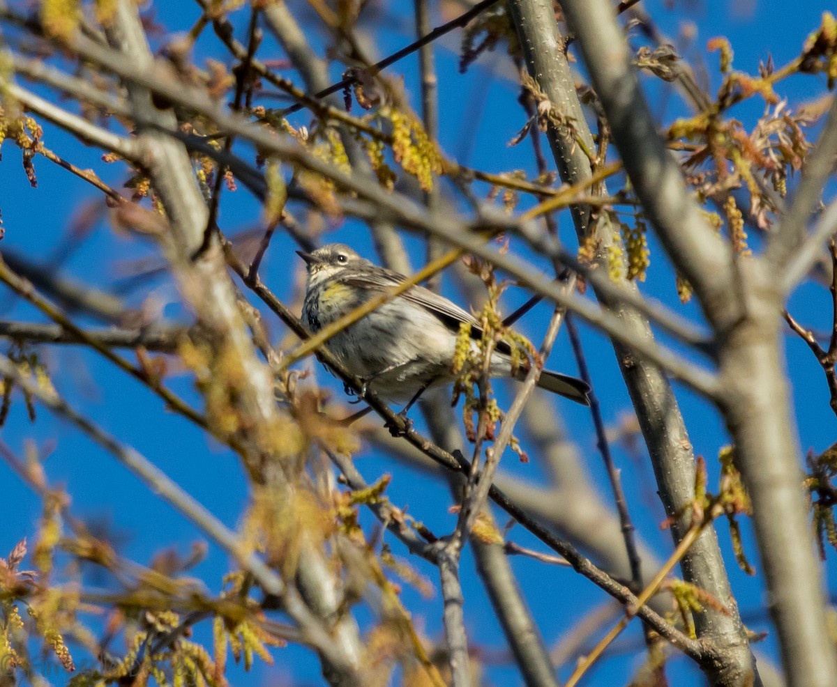 Yellow-rumped Warbler - ML95088071