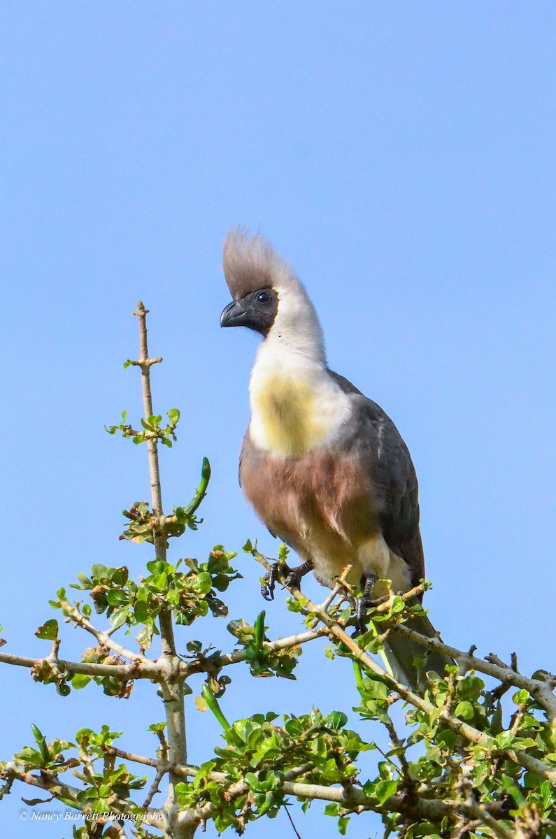 Bare-faced Go-away-bird - ML95088421