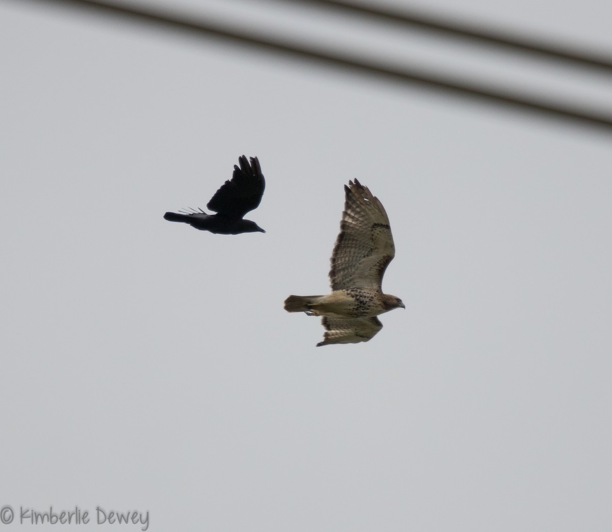 Red-tailed Hawk - ML95089201