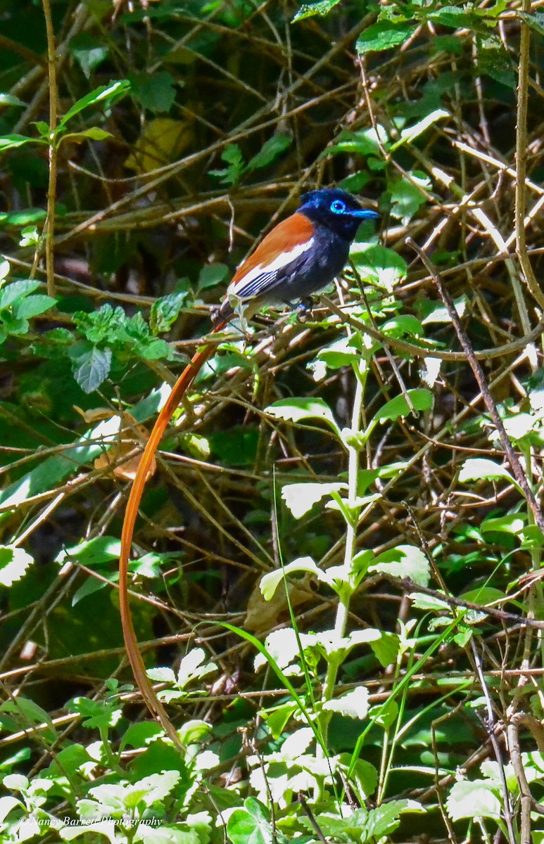 African Paradise-Flycatcher - ML95089621