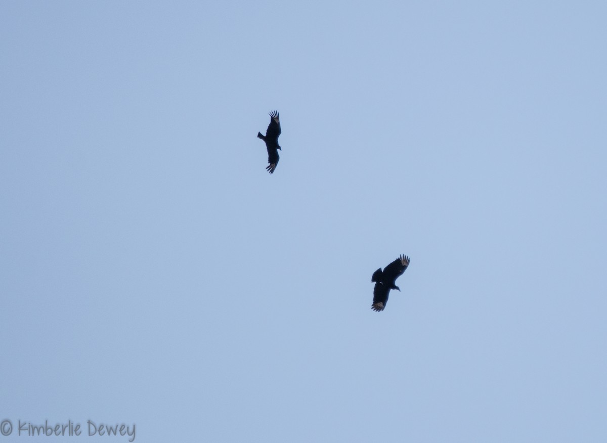 Black Vulture - ML95090731