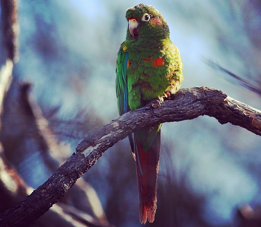 Santa Marta Parakeet - ML95091191