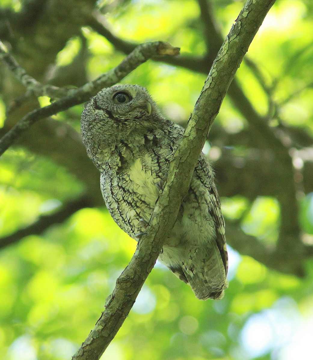 Eastern Screech-Owl - ML95093101