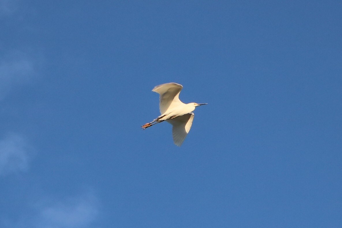 Snowy Egret - ML95093201