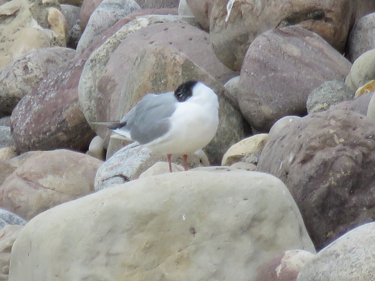 Bonaparte's Gull - Del Nelson