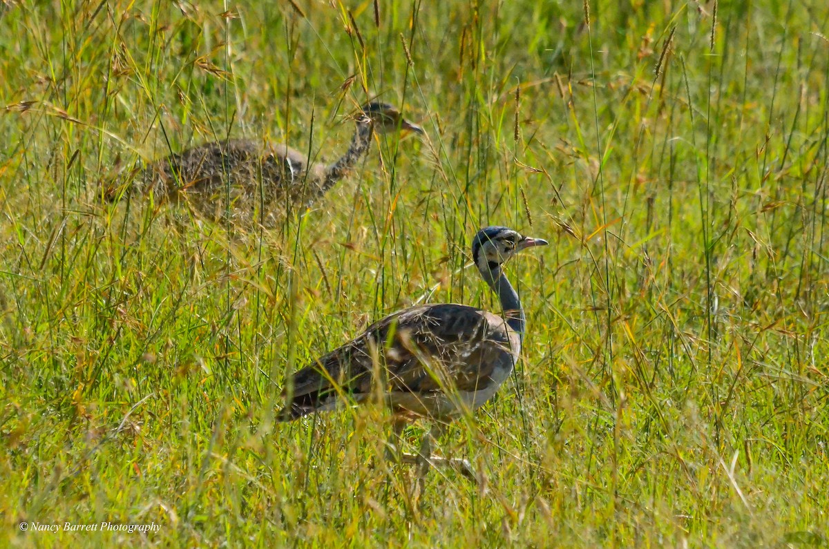 White-bellied Bustard - ML95093971