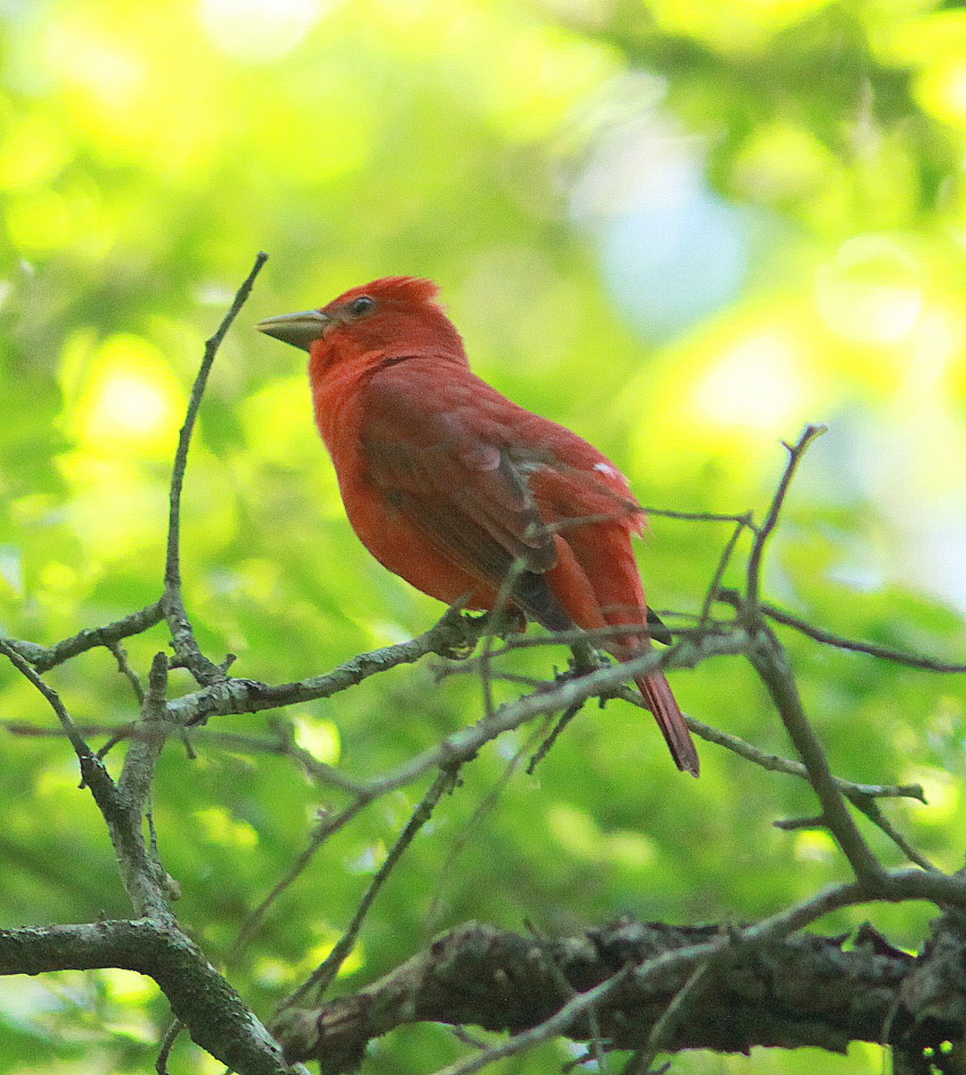 Summer Tanager - ML95095051