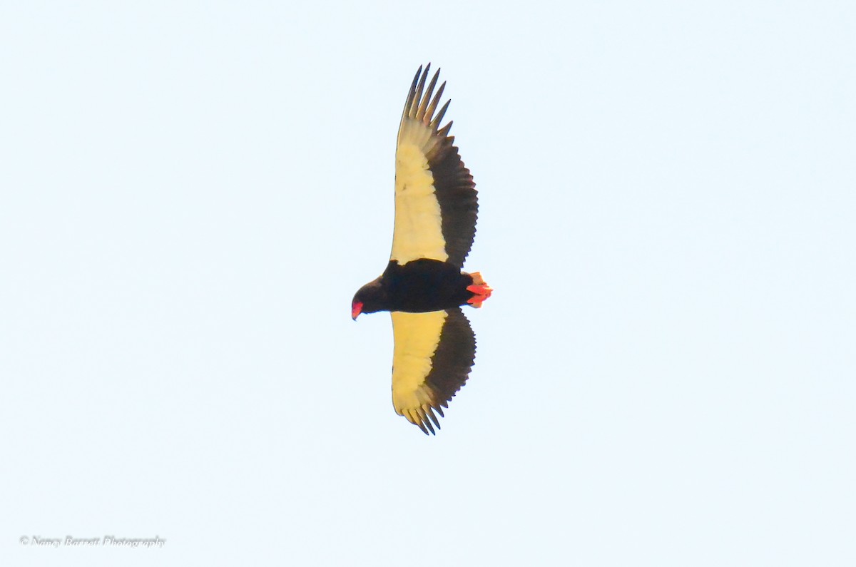 Bateleur - ML95095111