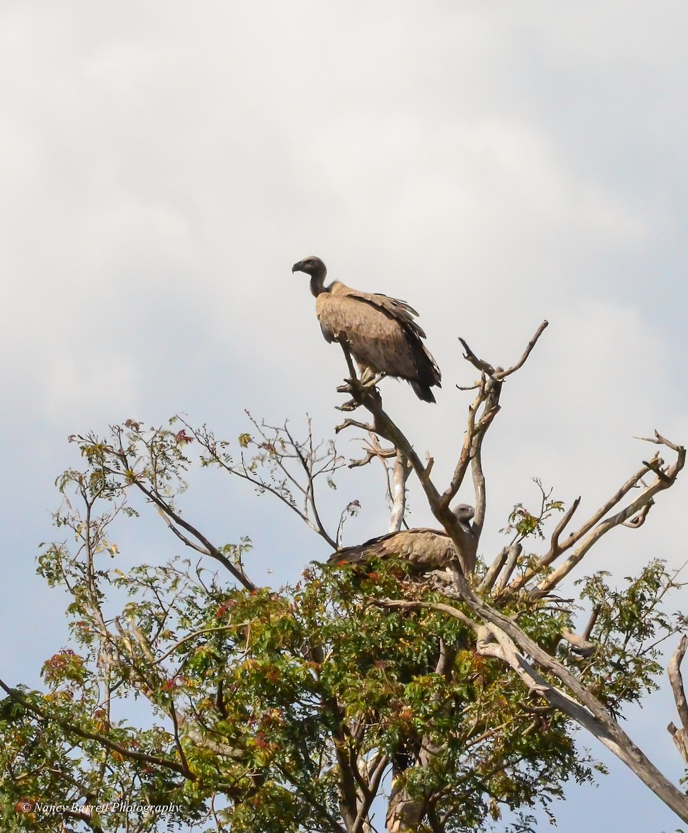 White-backed Vulture - ML95096051