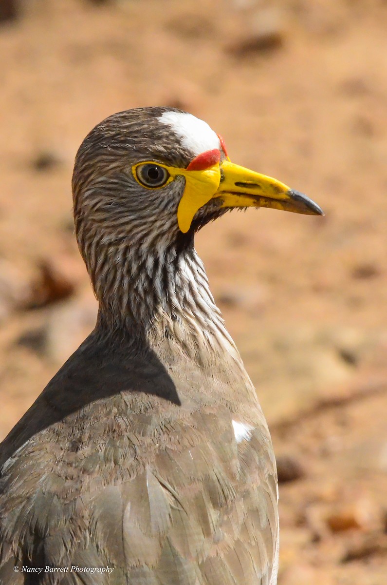 Wattled Lapwing - ML95096531