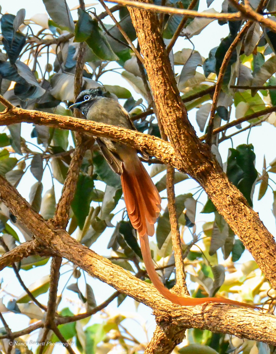 African Paradise-Flycatcher - ML95097331