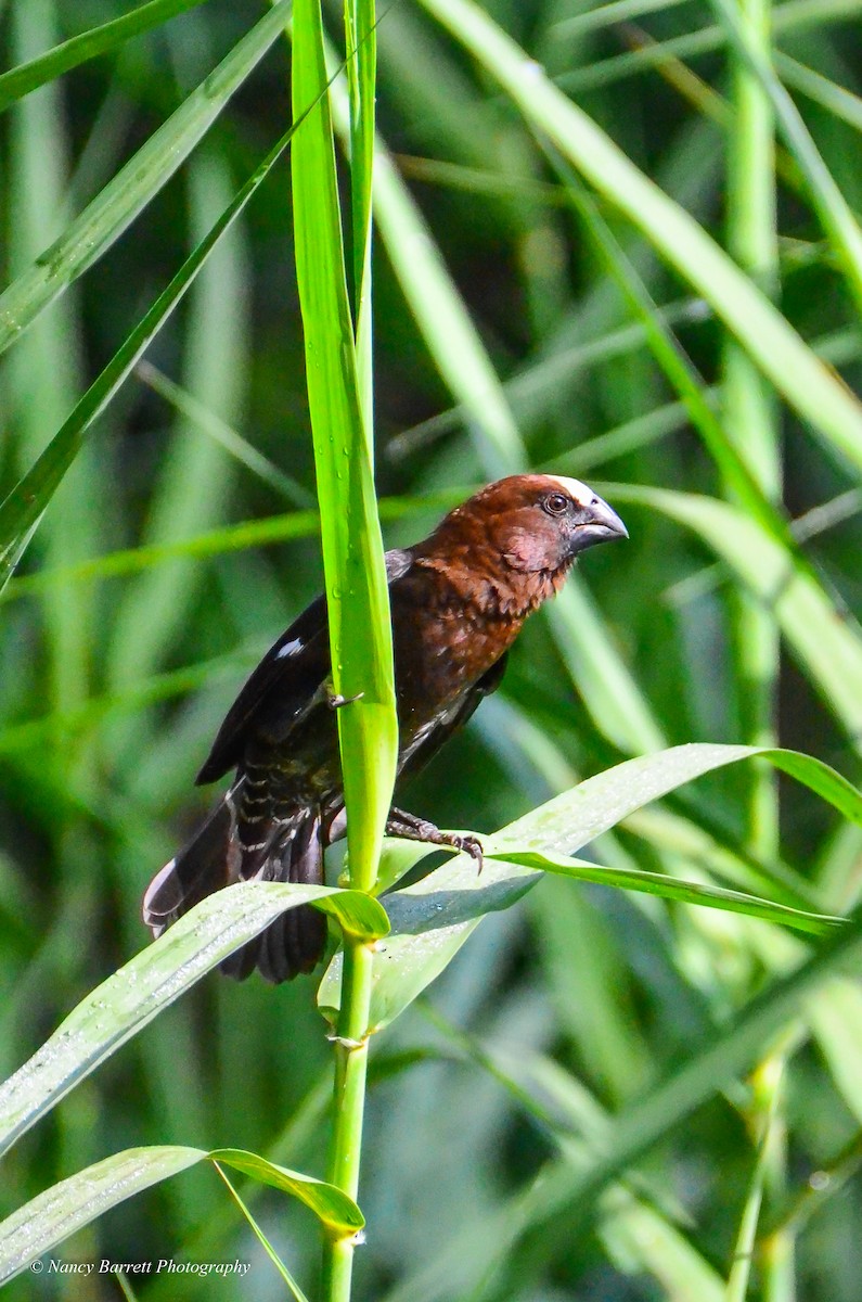 Grosbeak Weaver - ML95097531