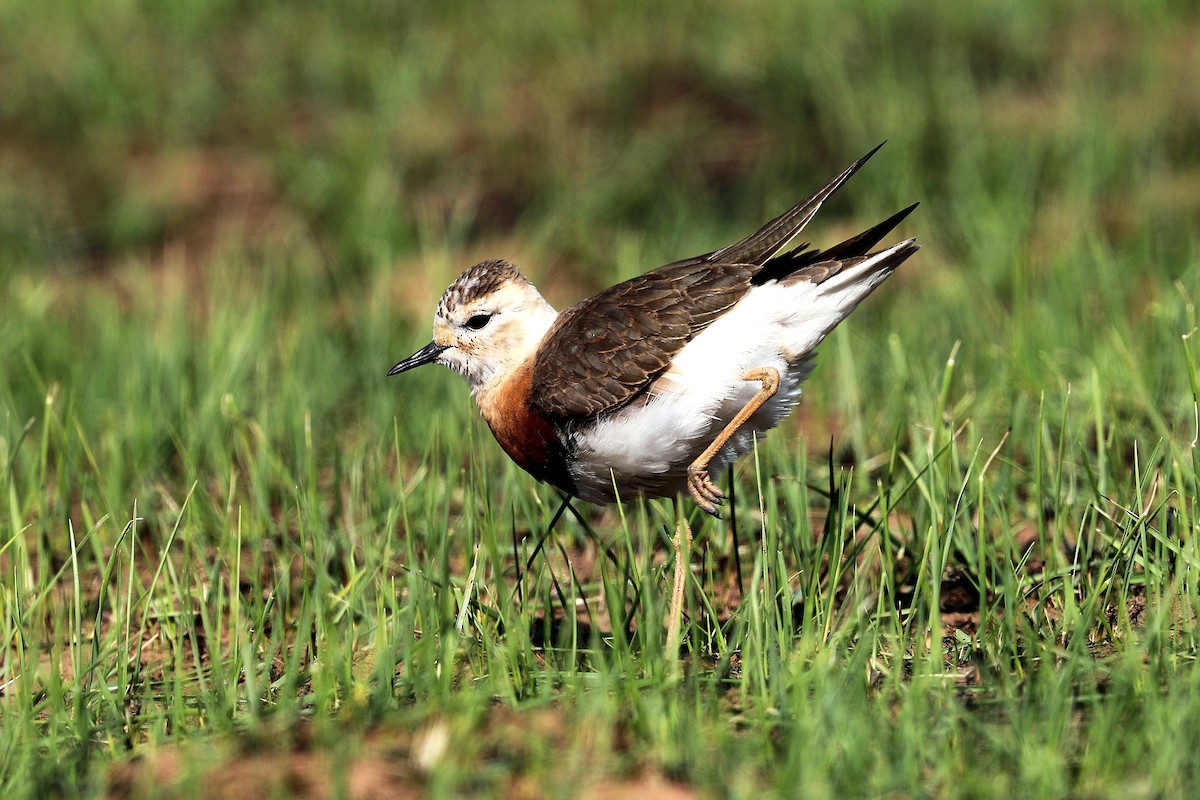 Oriental Plover - ML95097861