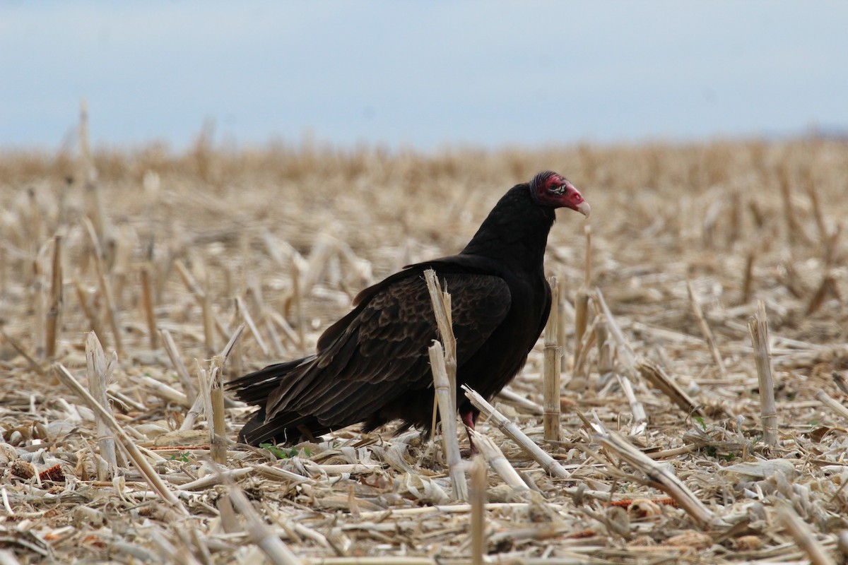 Turkey Vulture - kevin dougherty