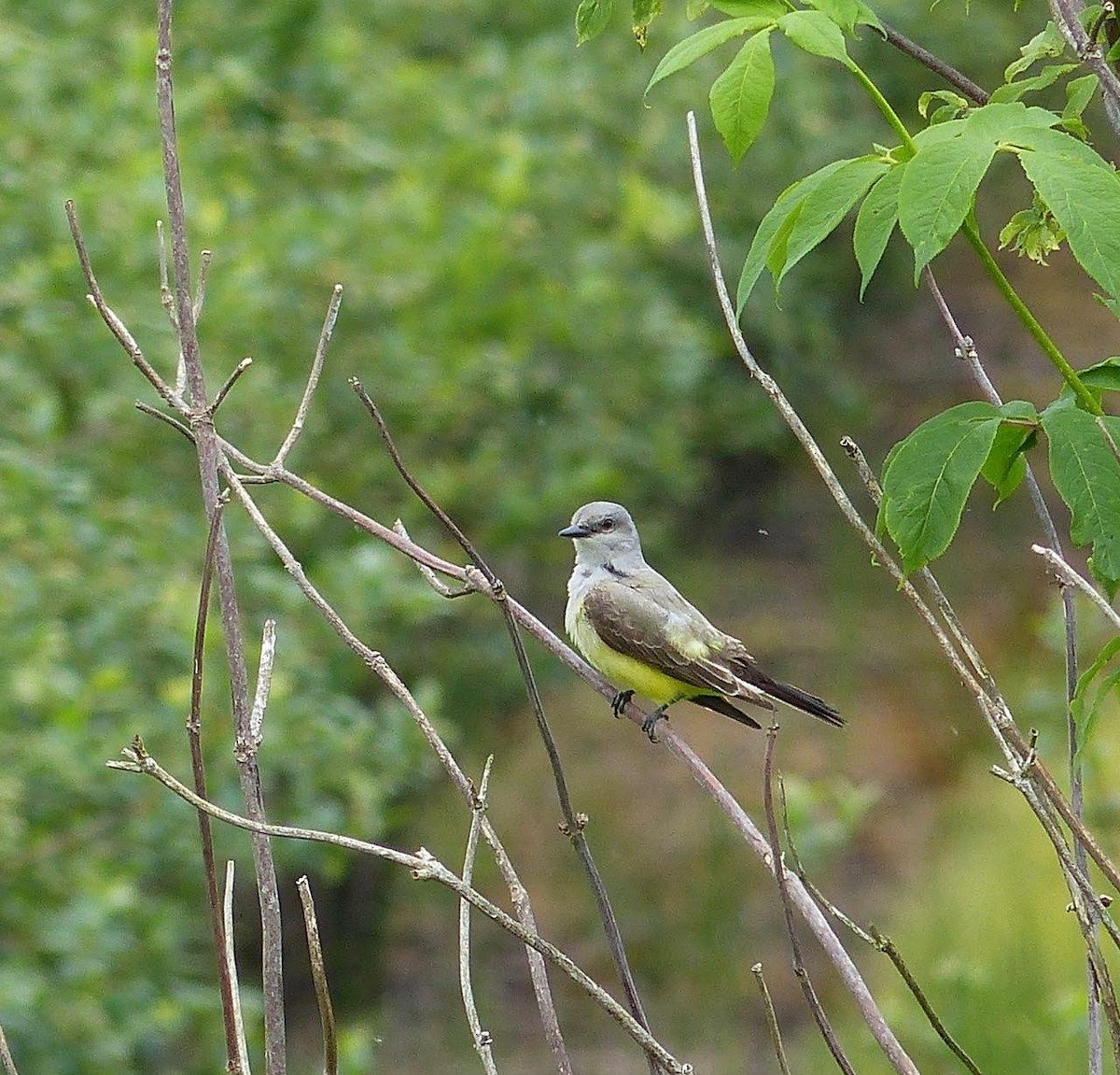 Schmalschnabel-Königstyrann - ML95099711