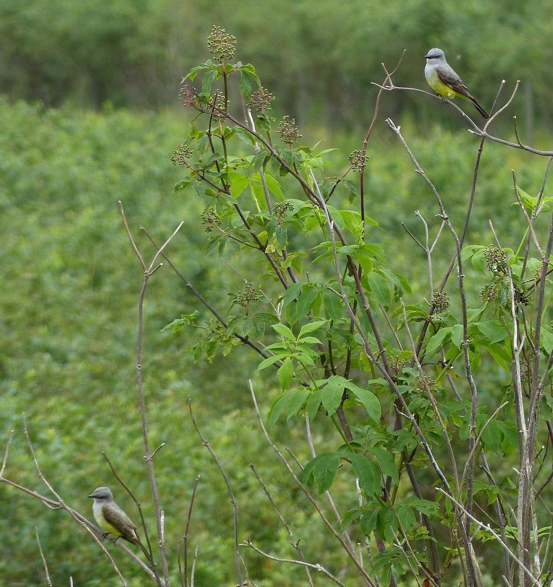 Western Kingbird - ML95099721