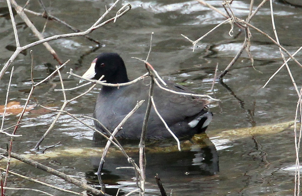 אגמית אמריקנית - ML95100421