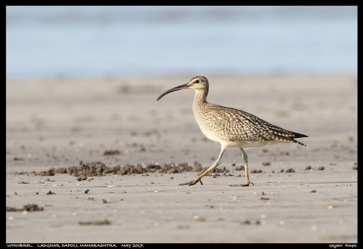 Whimbrel - ML95100591