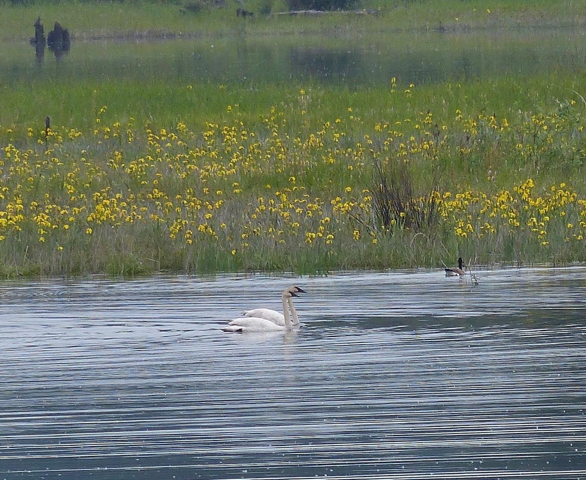 Trumpeter Swan - ML95100681