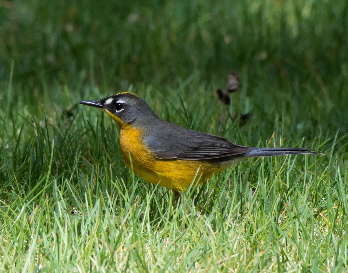 Fan-tailed Warbler - ML95102911