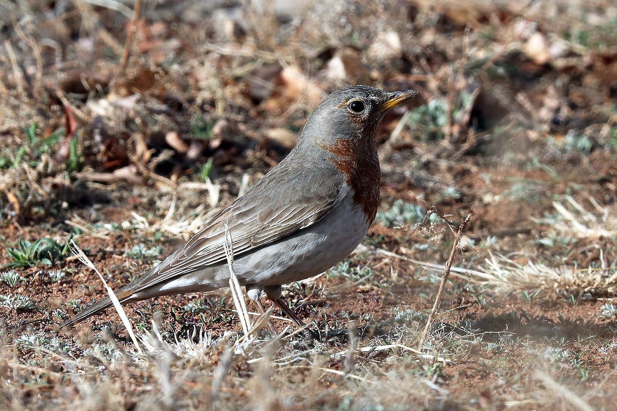 Red-throated Thrush - ML95103201