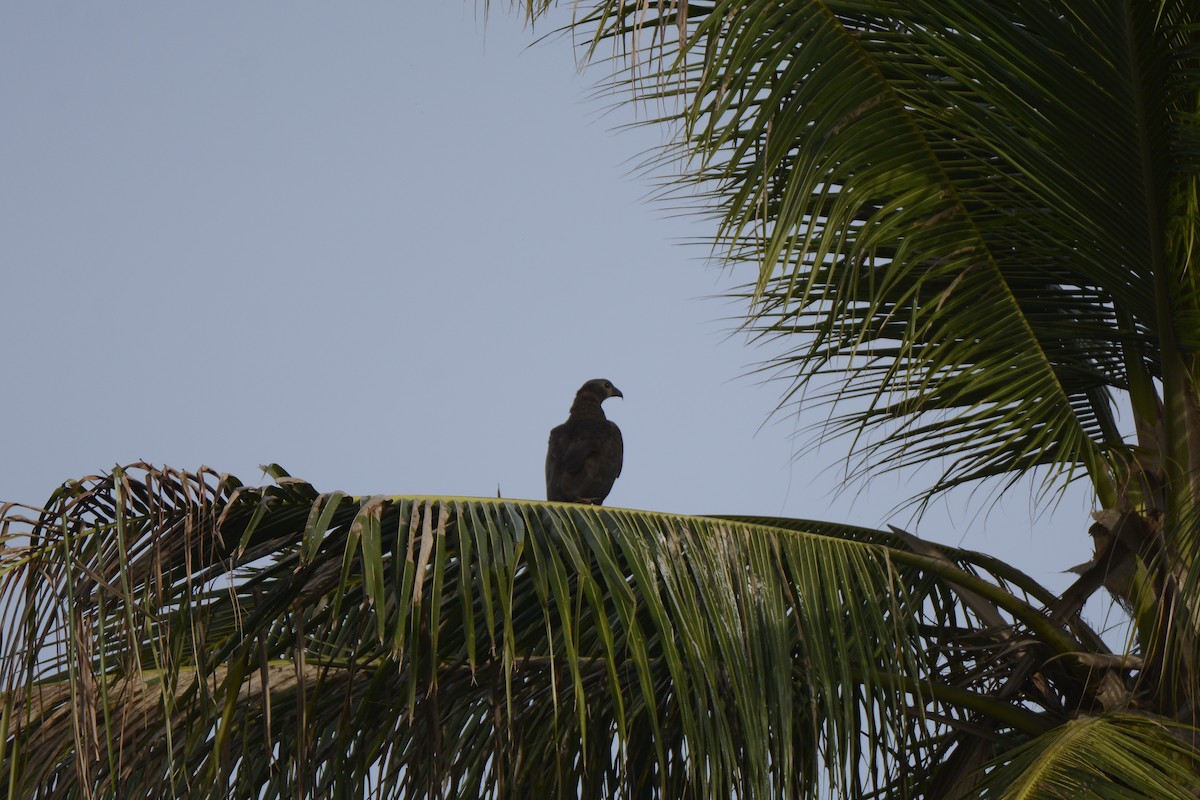 Oriental Honey-buzzard - ML95103741