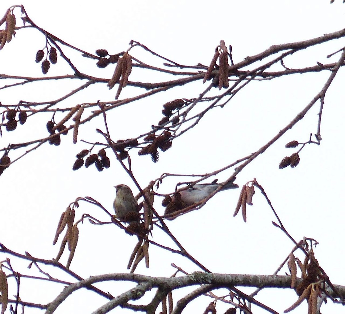 Common Redpoll - ML95104041