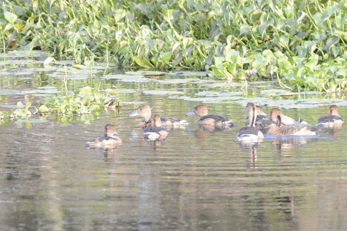 Dendrocygne fauve - ML95104051