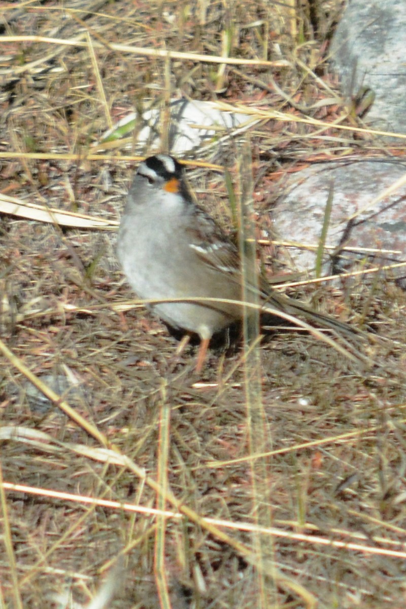 White-crowned Sparrow - ML95104871