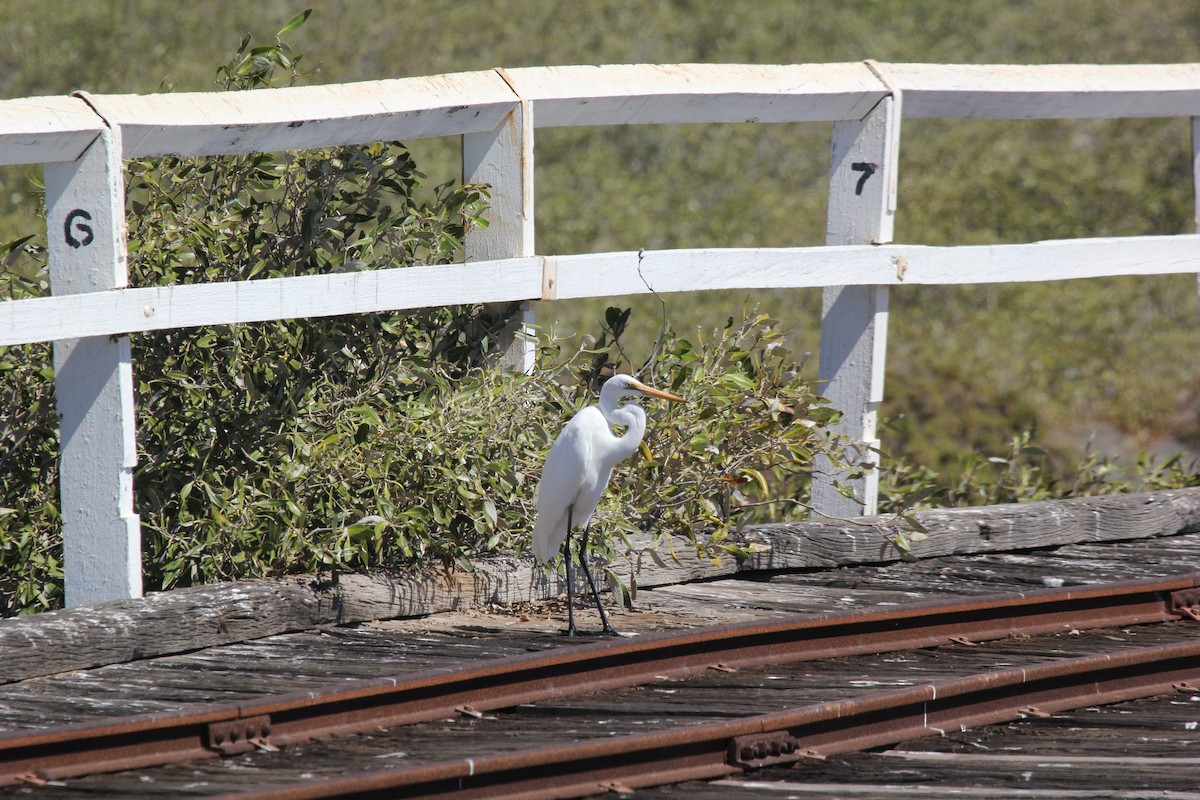 Great Egret - ML95105321