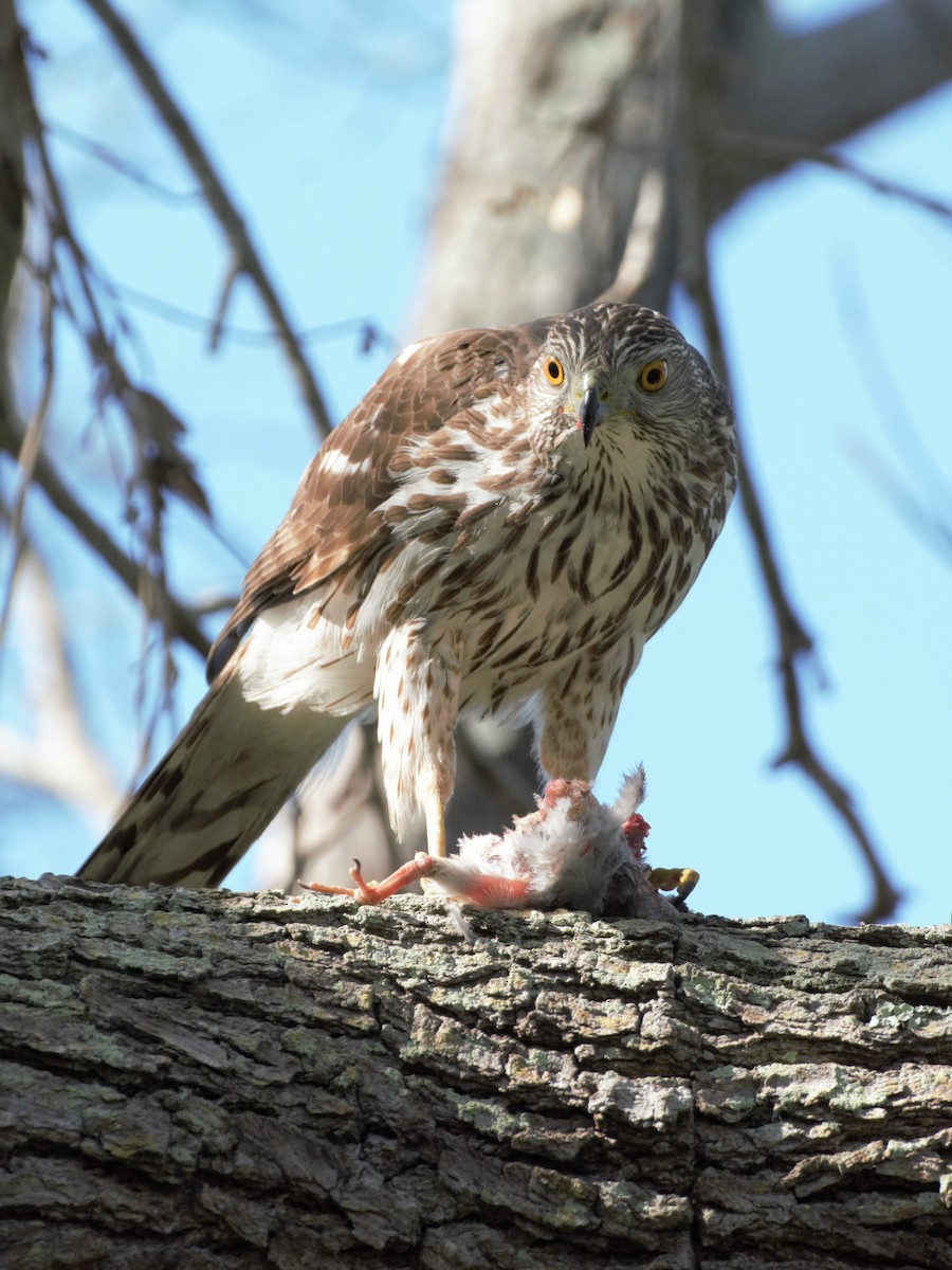 Cooper's Hawk - ML95105731